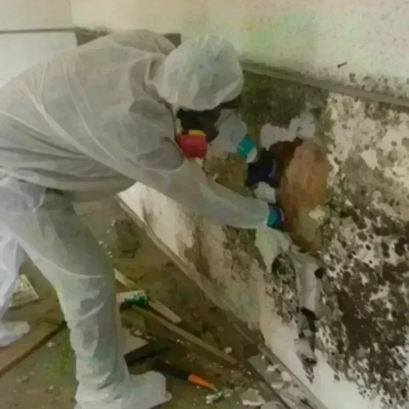 Mold Remediation and Removal in Washington, CT